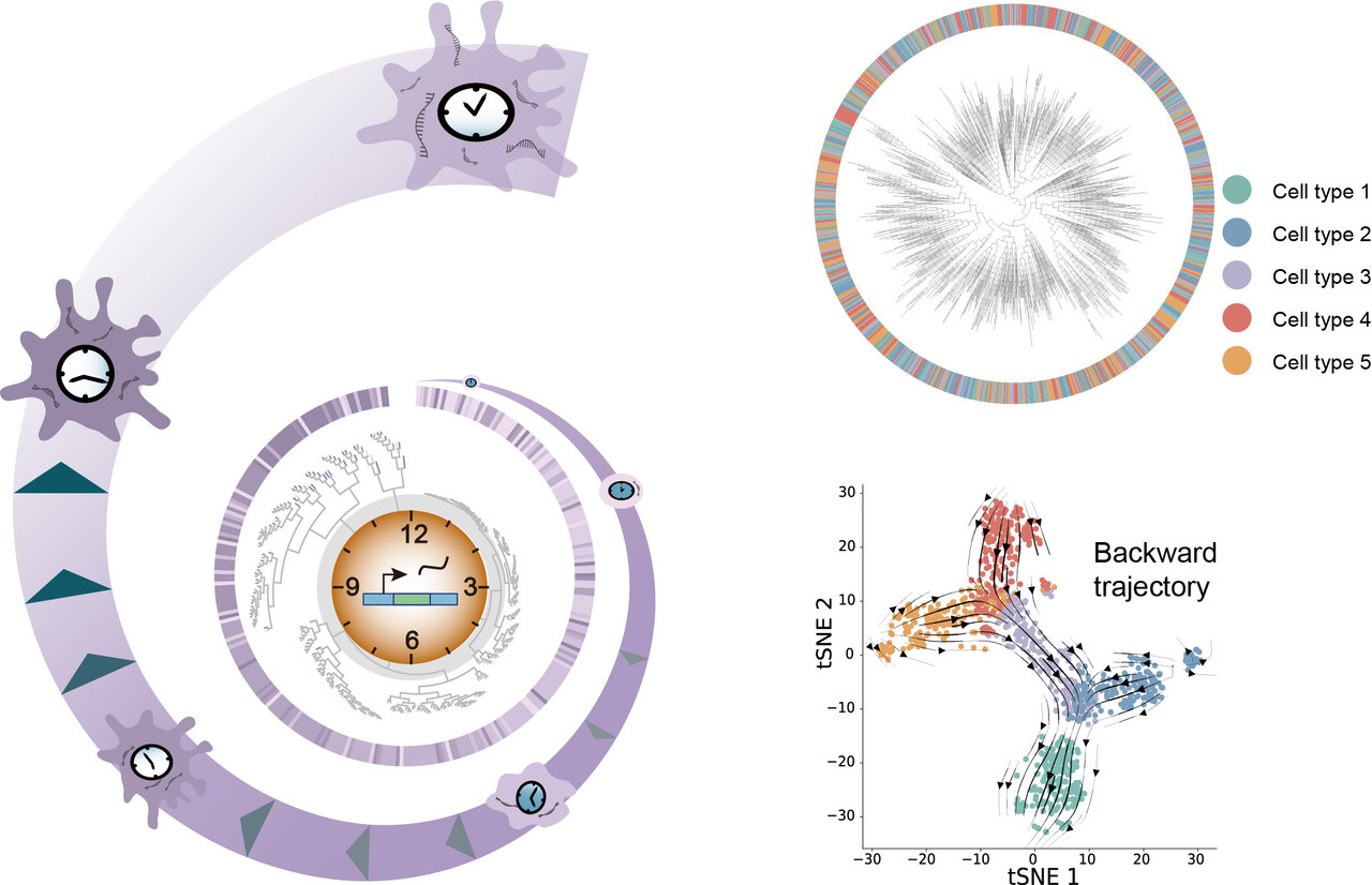 PhyloVelo enhances transcriptomic velocity field mapping using monotonically expressed genes
