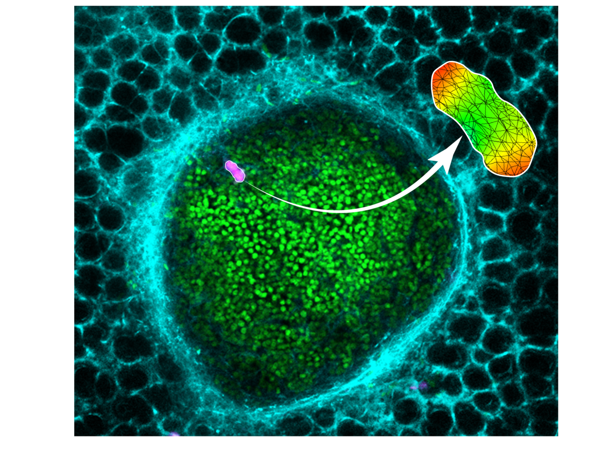 Measuring 3D forces in live mouse tumors