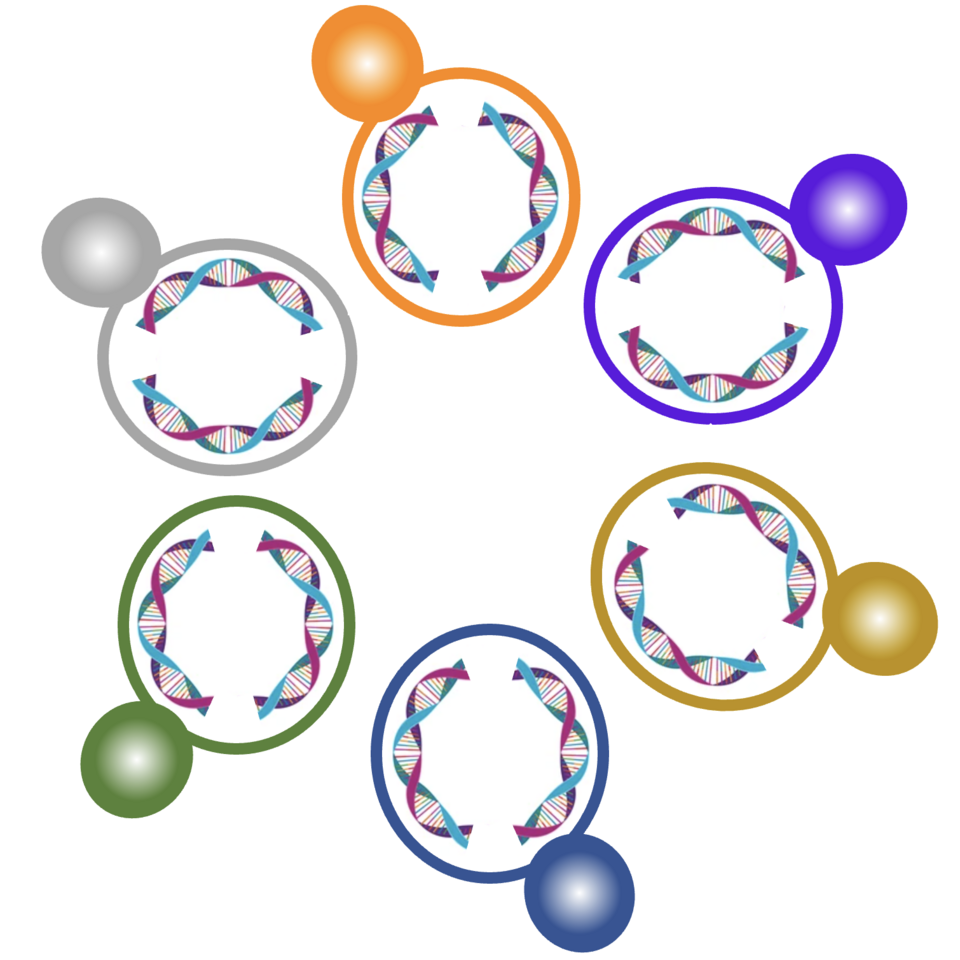 Everything you always wanted to know on genomes and their evolution