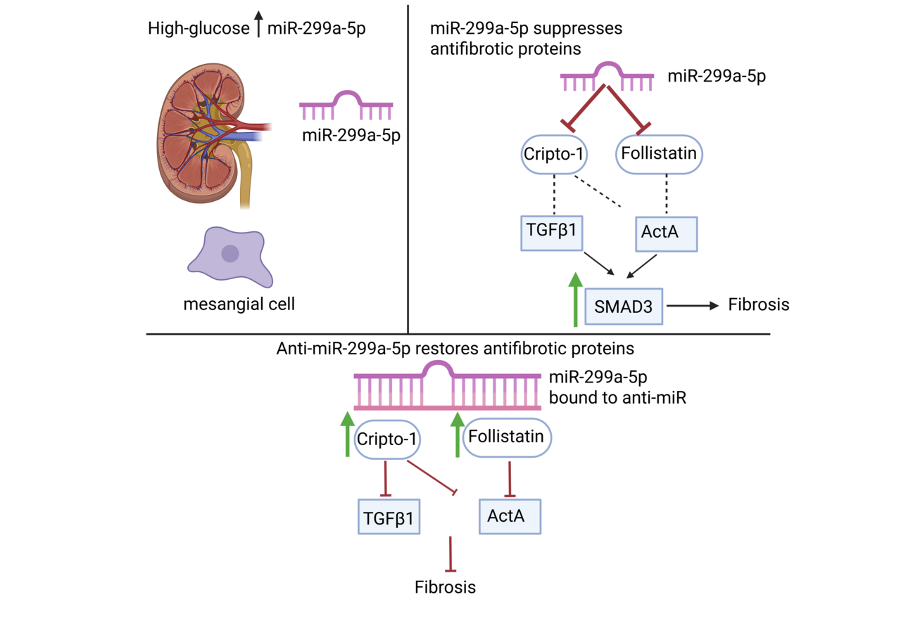 Uncovering miR-299a-5p as a Driver of Fibrosis in Diabetic Kidney Disease