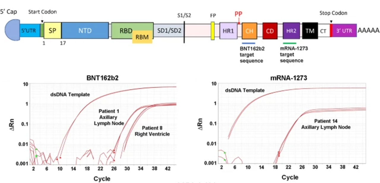 Detection of COVID-19 mRNA vaccines in recently vaccinated patients and the factors associated with persistence in the heart