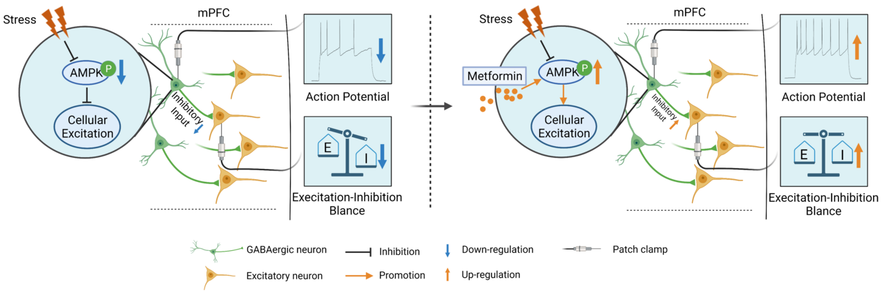The anxiolytic effect of metformin is mediated by activating AMPK in GABAergic interneurons