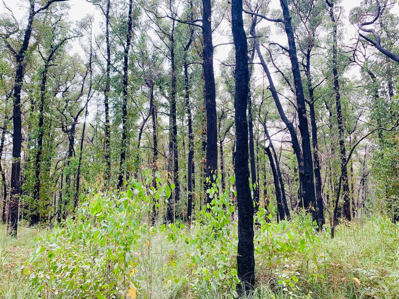 Soil protists – key microbiome predators selecting for the bacterial antibiotic resistance