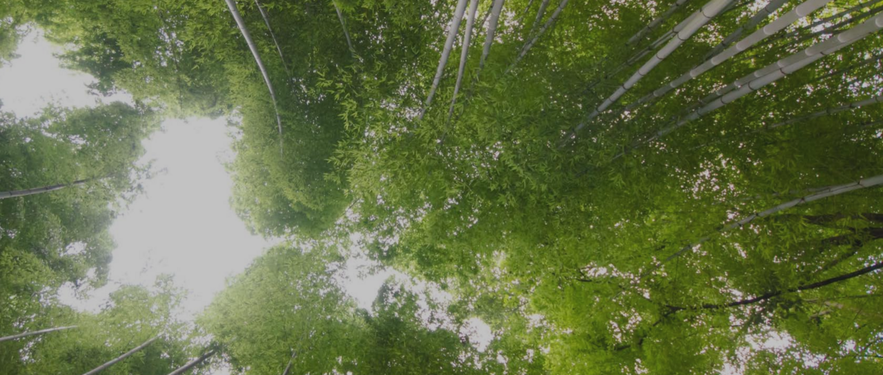 Impact of the Carbon Border Adjustment Mechanism on the Global South