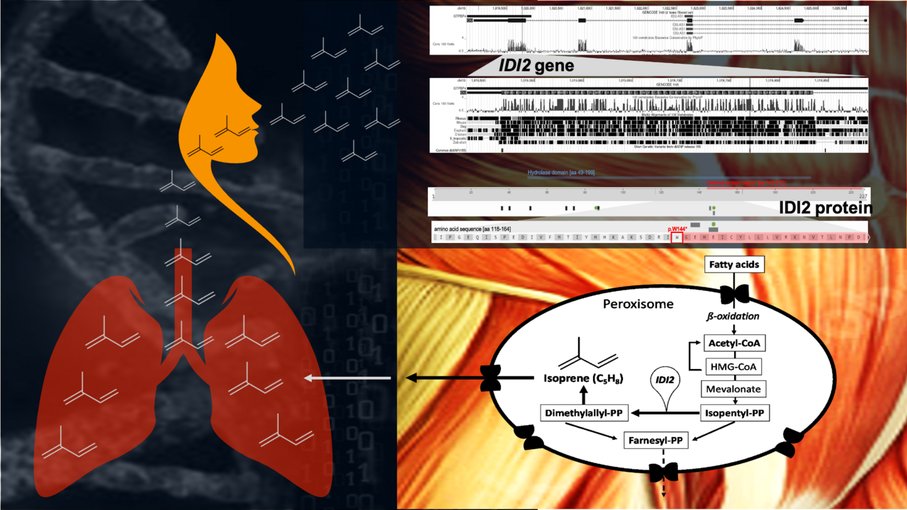 Origin of human breath isoprene unraveled – the tale behind our discovery
