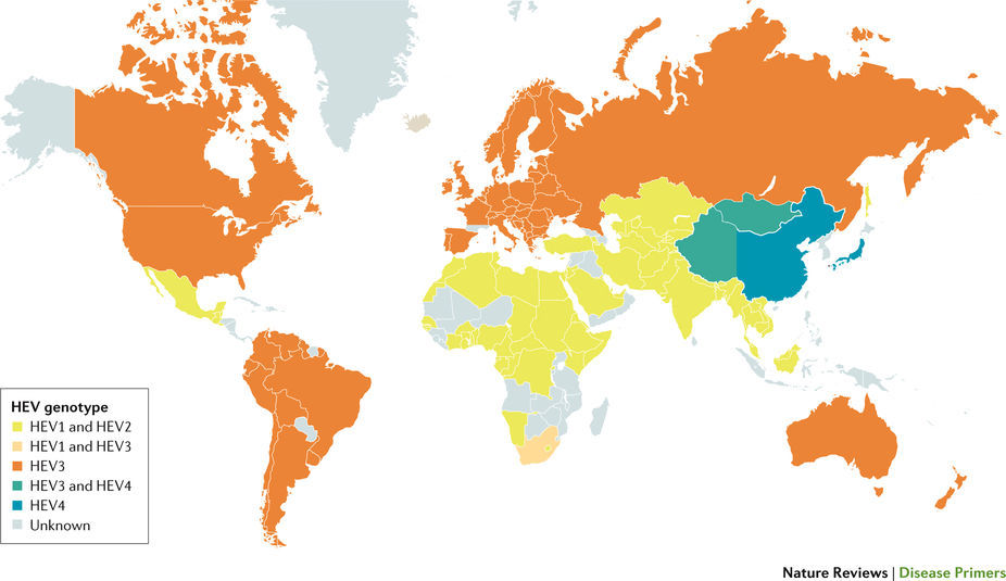 Hepatitis E: A neglected disease