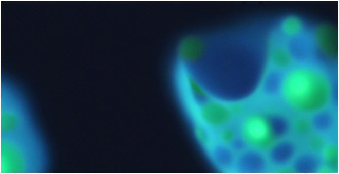 Controlling phagosomal lipids for better antigen processing