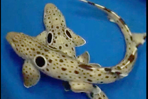 A very low mutation rate spells trouble for shark populations.