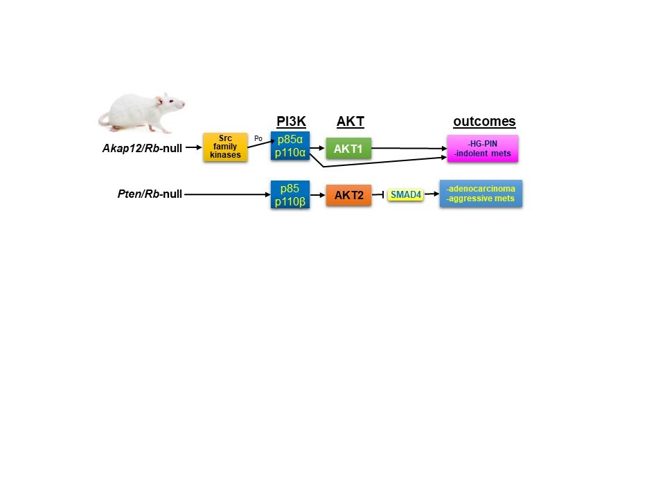 PTEN-regulated PI3K-p110 and AKT isoform plasticity controls metastatic prostate cancer progression