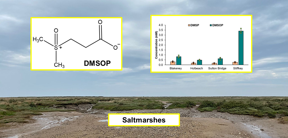 Discovering how and why marine microbes breakdown a new and abundant organosulfur compound
