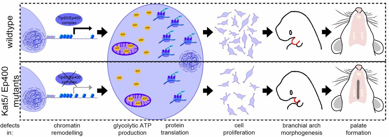 Impaired chromatin remodeling in cranial neural crest cells can evoke orofacial clefts
