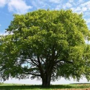 Go to the profile of Damien Steenson