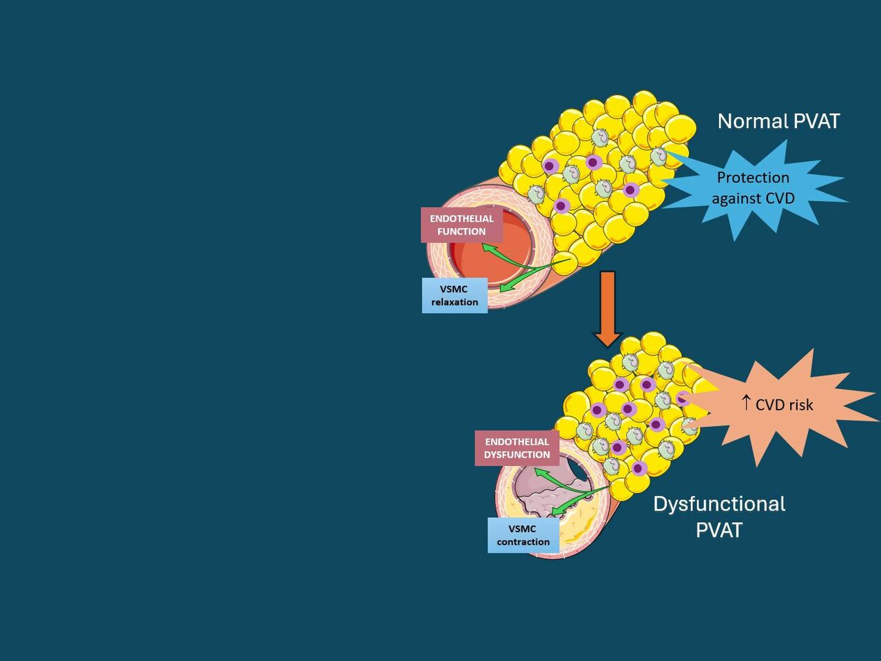 Obesity Day: Highlighting the Role of Perivascular Adipose Tissue in Vascular Health