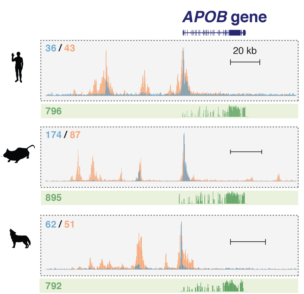 Strength in numbers: the evolution of gene regulation in mammals