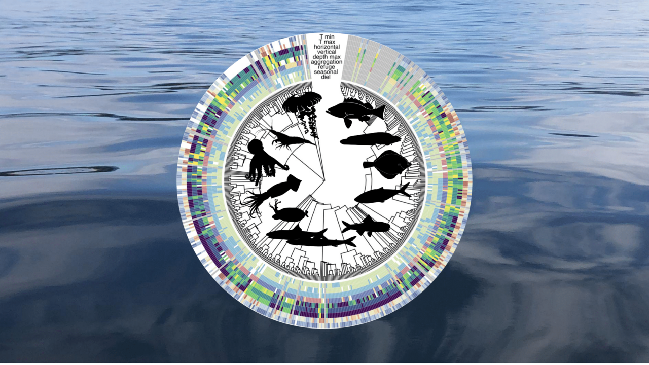 Database on ocean species traits supports climate-ready fisheries