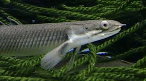 Diversity in taste perception in vertebrates driven by the complex evolution of taste receptor genes