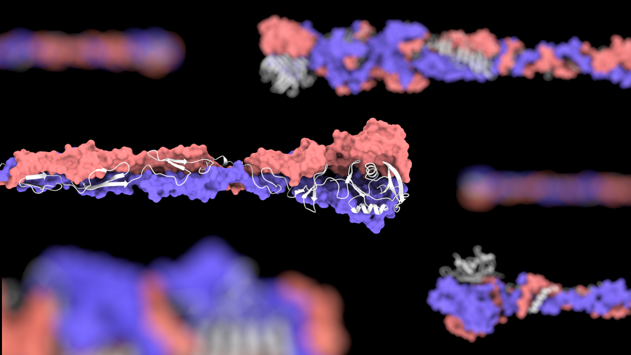 Getting a grip: The molecular mechanisms of Bdellovibrio attachment