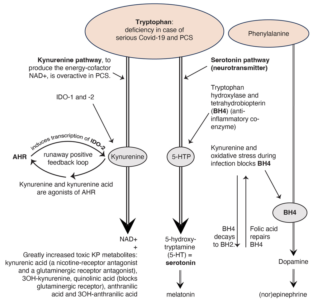 Follow-up: collaboration between immunologists and neuropsychiatrists on post-Covid