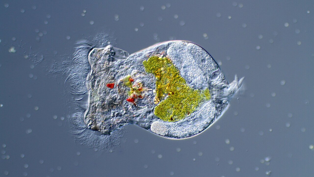 The DNA Loss Model (DNA-LM), more than 20 years contributing to explain neuropeptide evolution