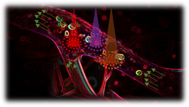 Photoacoustic vector tomography for deep haemodynamic imaging