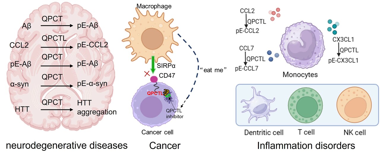 Discovery of a Potent Glutaminyl-peptide Cyclotransferase-like Protein (QPCTL) inhibitor with In Vivo Antitumor Efficacy