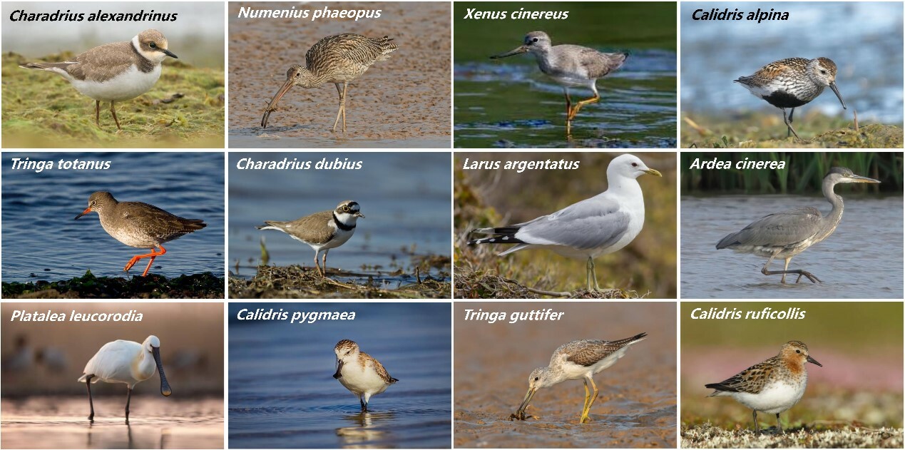 Reviving Coastal Wetlands: The Crucial Role of Shorebirds
