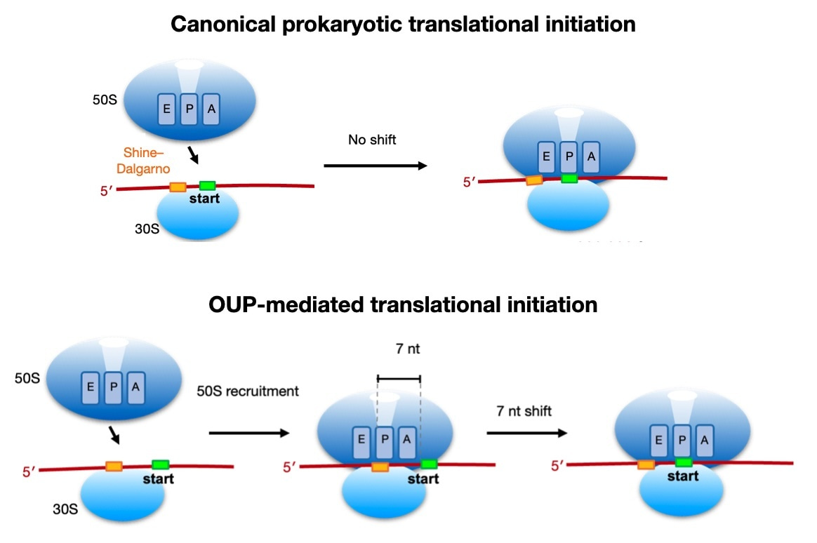Decoding translation in pathogenic Salmonella and Listeria