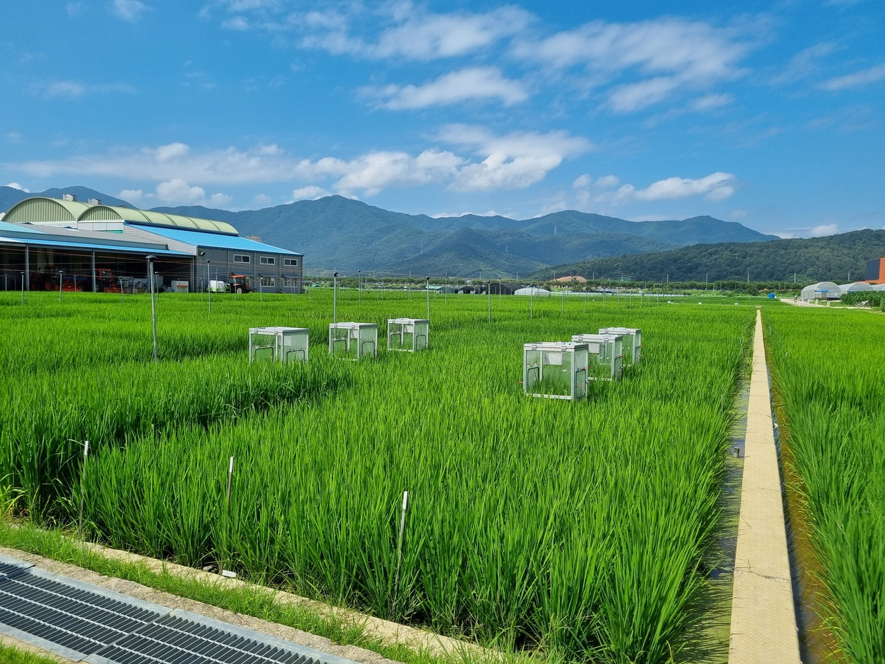 Catching two rabbits at once rather than keeping chasing two rabbits 