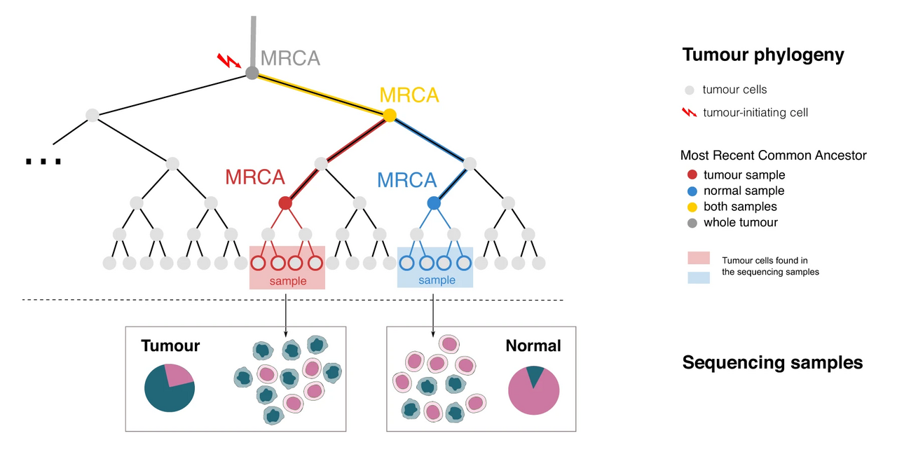 Tumour in normal contamination assessment from whole genome sequencing to ensure high standards of genomic testing and insights into personalised treatments for patients with haematological cancers 