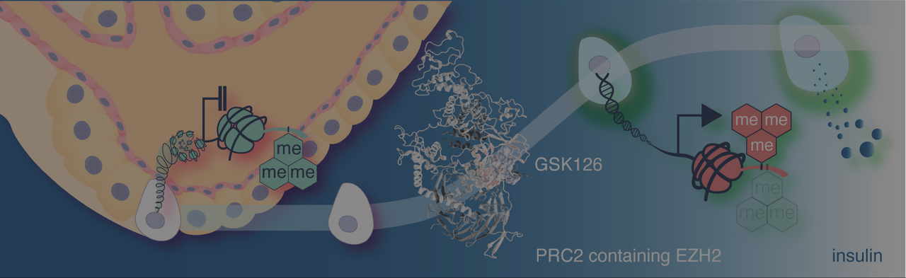 EZH2 Inhibitors Advance β-like Cell Regeneration | Research Communities ...