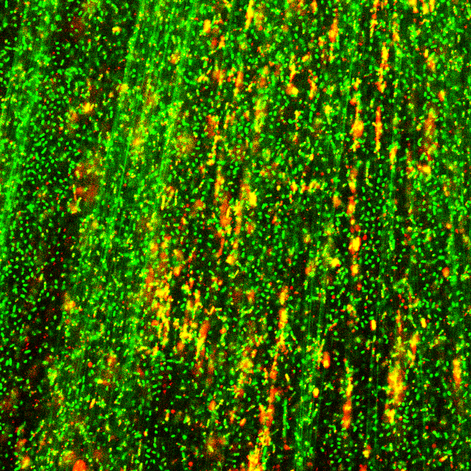From genomic instability to matrix integrity: Extracellular R-loops shape the biofilm scaffold 