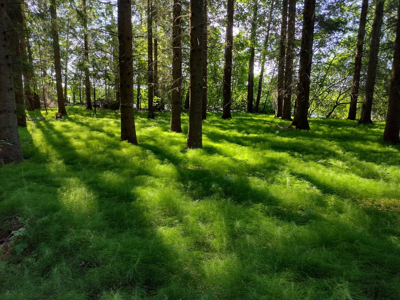 Mapping spruce bark degradation over time identifies resin acids as key drivers of microbial diversity