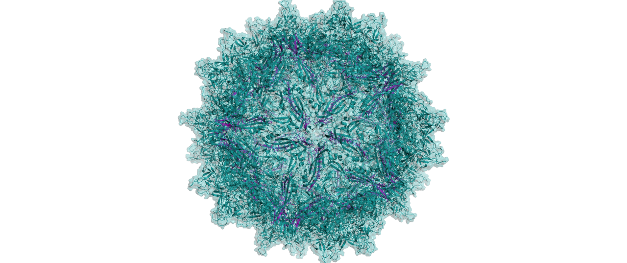 Can the immunogenicity of AAV vectors be mitigated? 