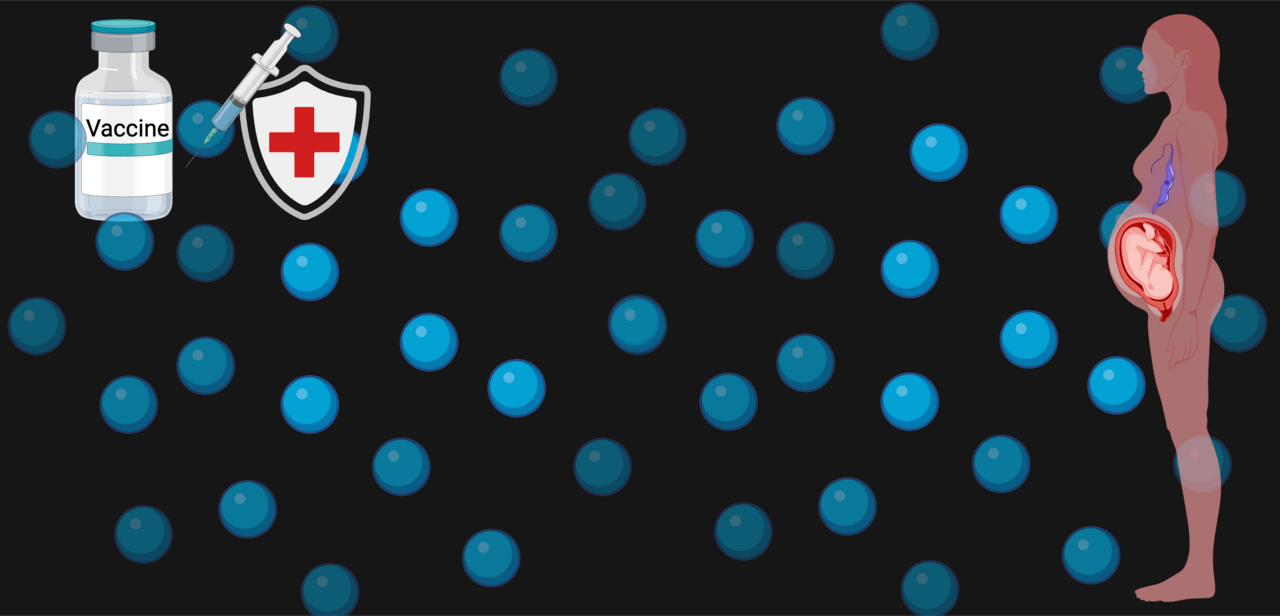 A vaccine against congenital Chagas disease, caused by a parasite, improved mothers health and pregnancy in mice