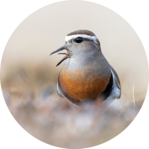 Go to the profile of David Higgins