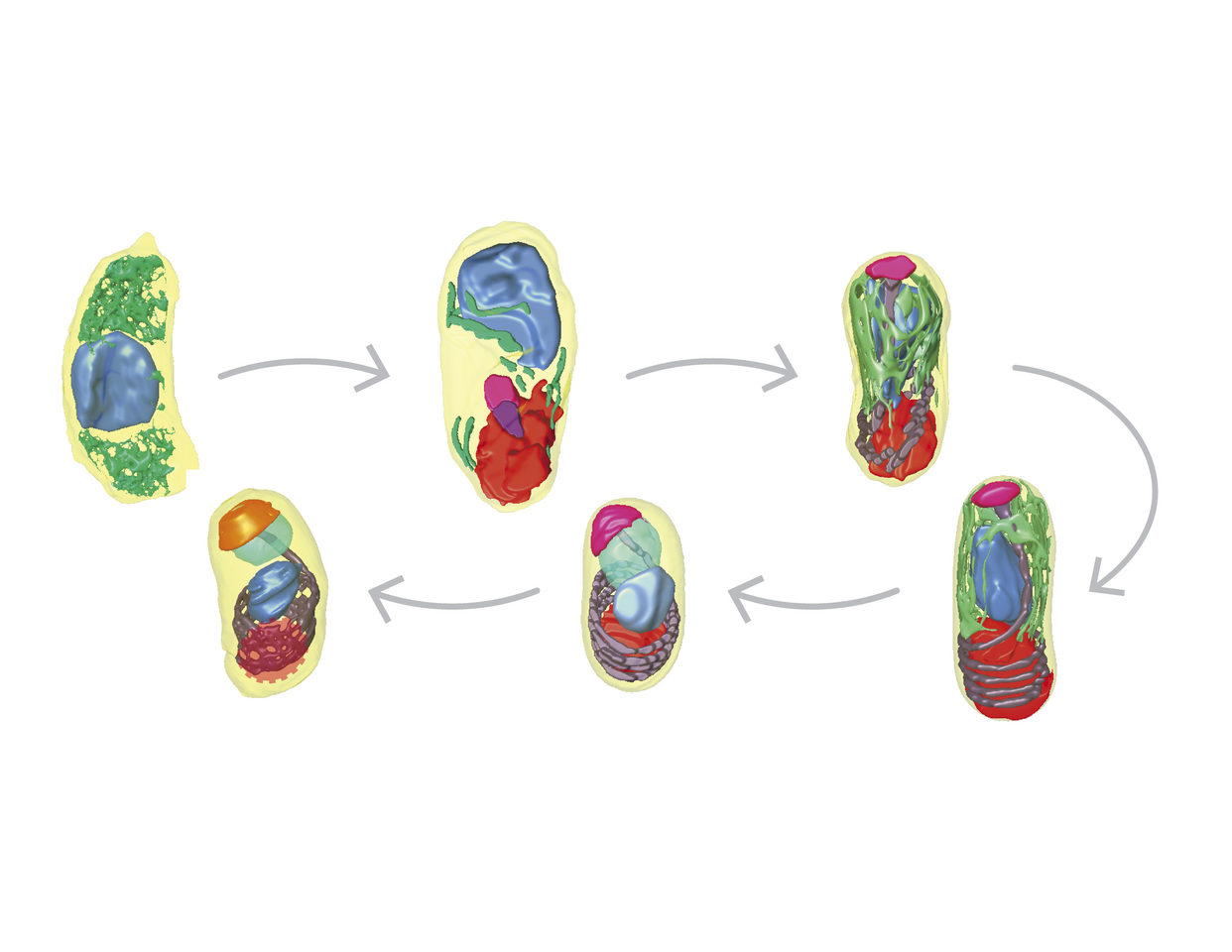 Reconstructing parasite development and the intracellular niche of a microsporidian parasite in 3D