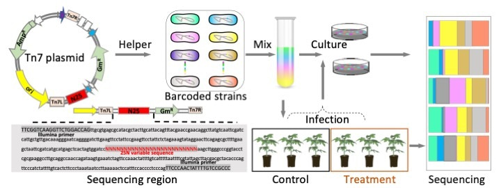 Random barcoding enables the study of plant infection by a bacterial ...