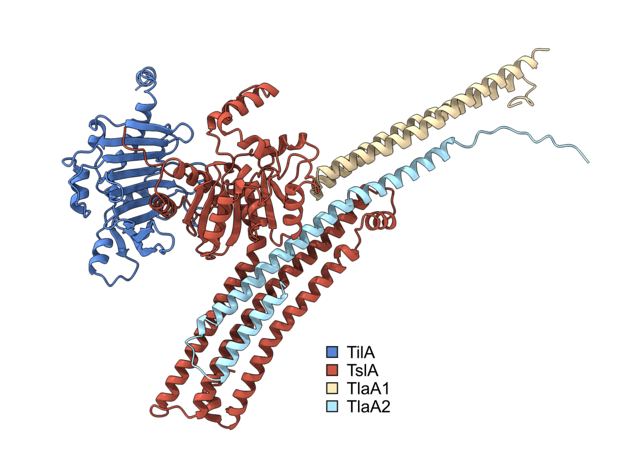Domain reversal: A type VII-secreted lipase toxin with reverse domain arrangement 