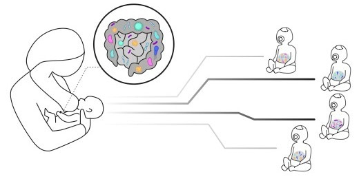 CRISPR-Cas-based identification of a sialylated Human Milk Oligosaccharides utilization cluster in the infant gut commensal Bacteroides dorei