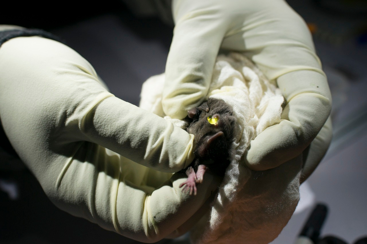 Investigating urinary markers from insectivorous bats