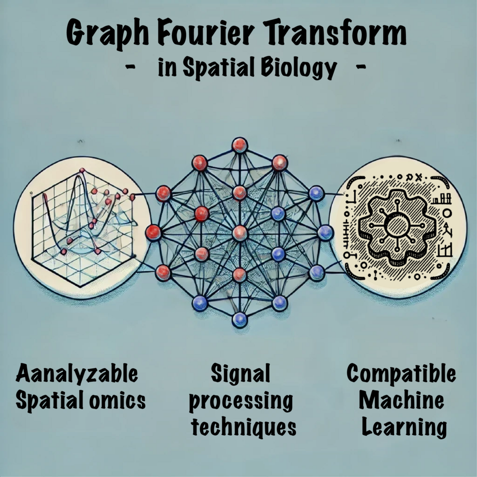 Graph Fourier transform for spatial omics representation and analyses of complex organs