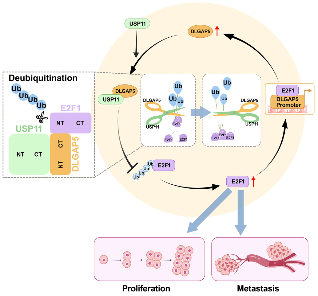 DLGAP5 triggers proliferation and metastasis of bladder cancer by stabilizing E2F1 via USP11