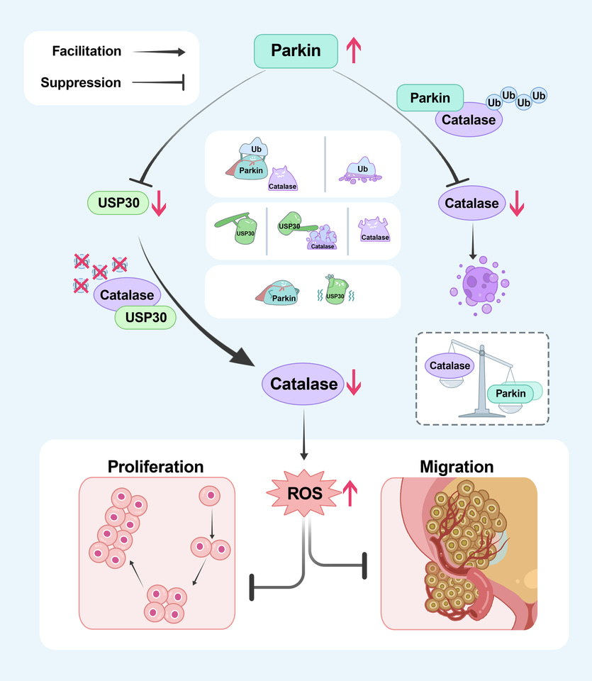 Parkin inhibits proliferation and migration of bladder cancer via ubiquitinating Catalase