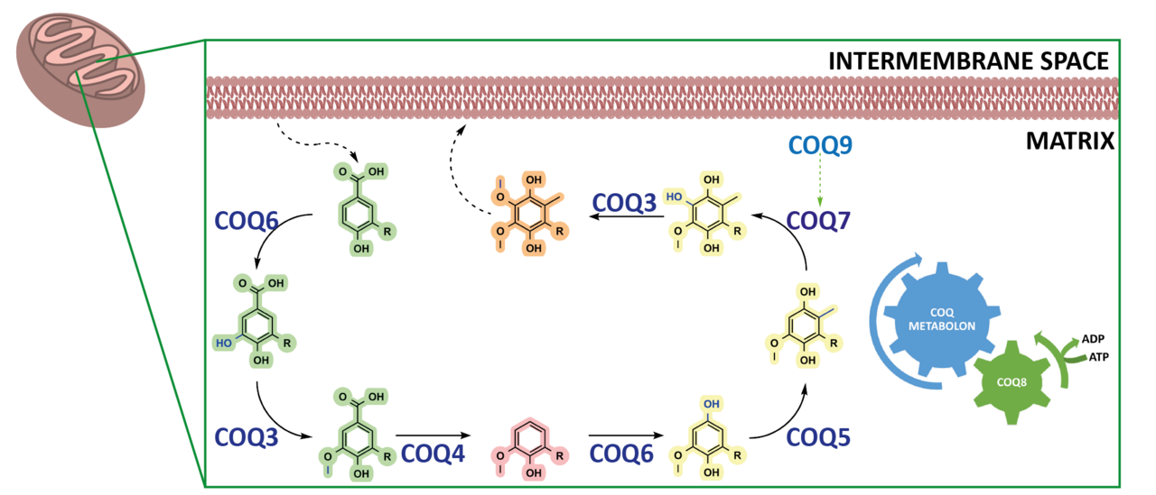 In vitro construction of the COQ metabolon unveils the molecular determinants of coenzyme Q biosynthesis