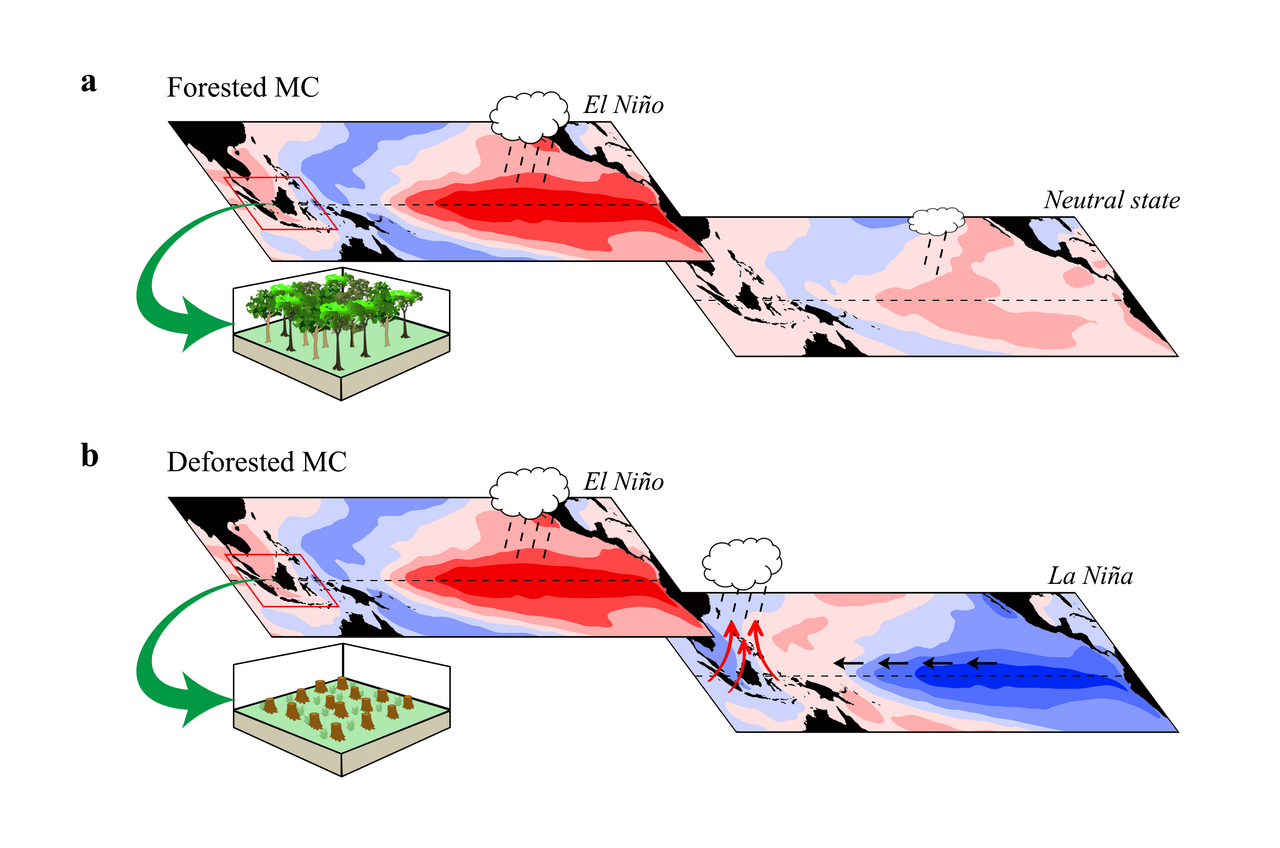 Influence of Maritime Continent Deforestation on the post-peak evolution of El Niño