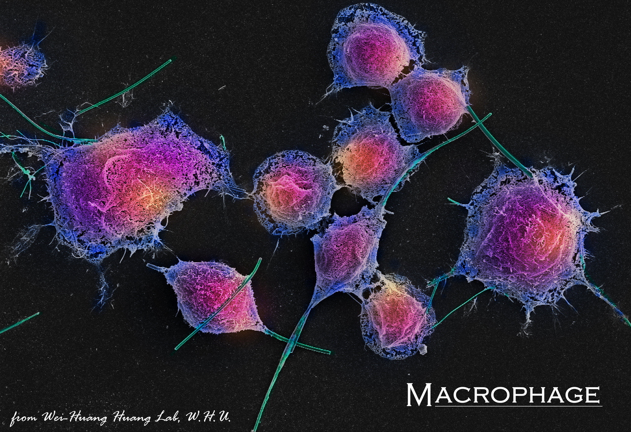 Nanosensor Detection of Reactive Oxygen and Nitrogen Species Leakage in Frustrated Phagocytosis of Nanofibers 