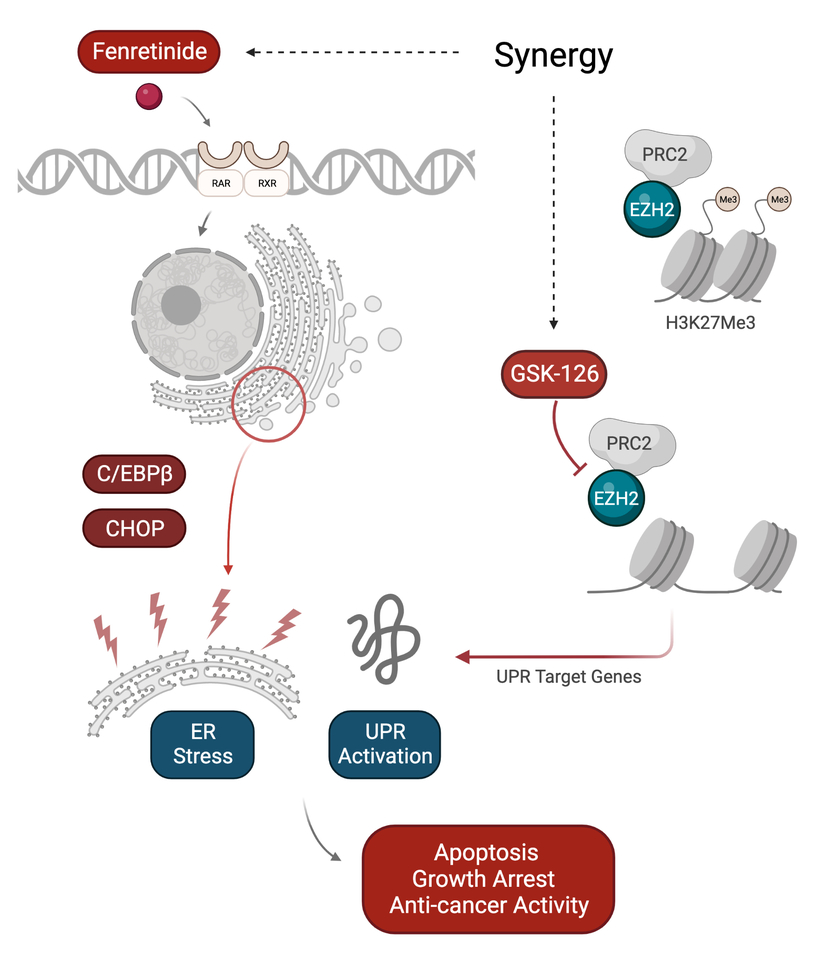 Retinoids and EZH2 inhibitors cooperate to orchestrate anti-oncogenic effects on bladder cancer cells
