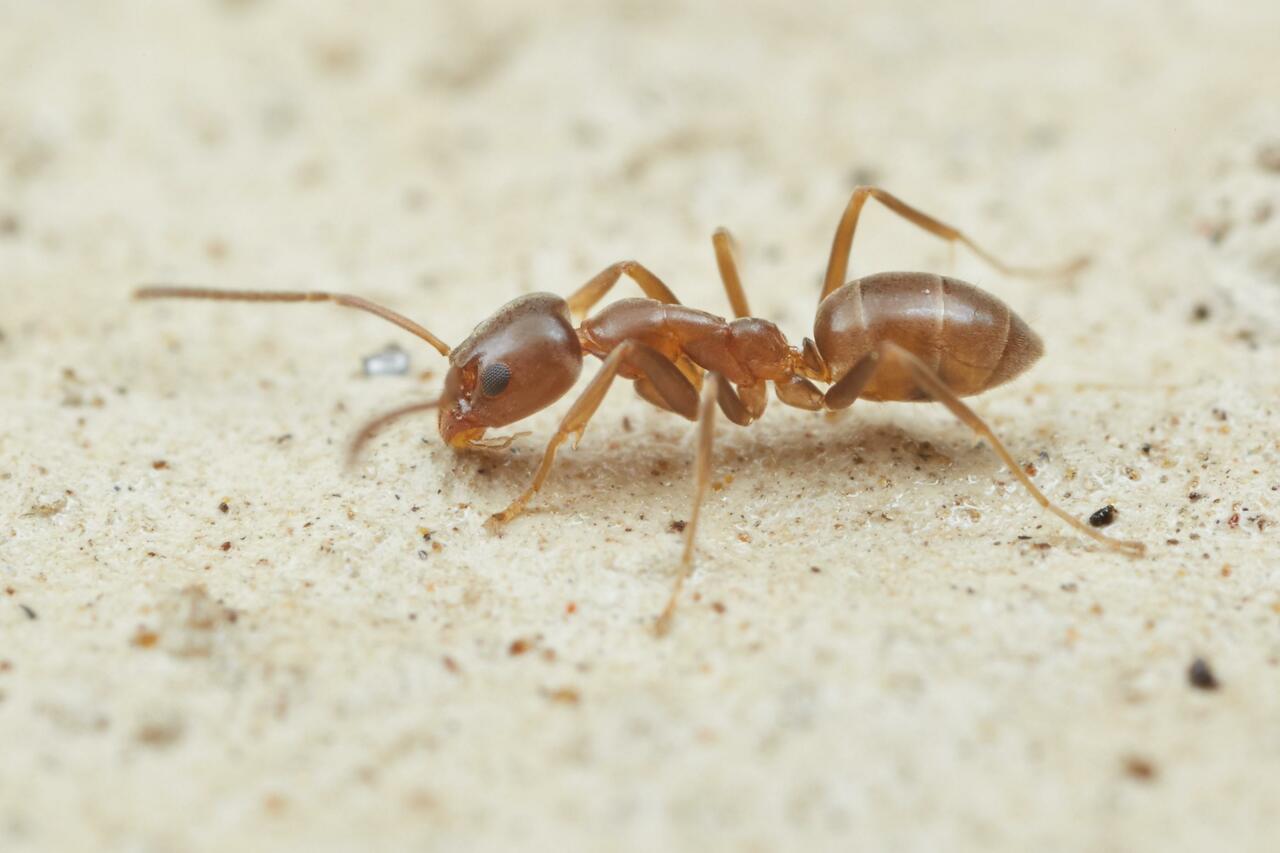 Ants Evade Harmful Foods Through Active Abandonment