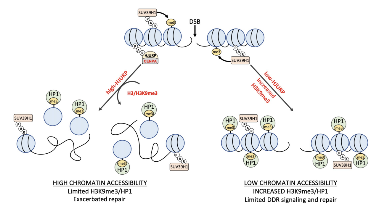 HJURP facilitates DNA repair and confers radio-resistance to glioma cells by promoting chromatin reorganization