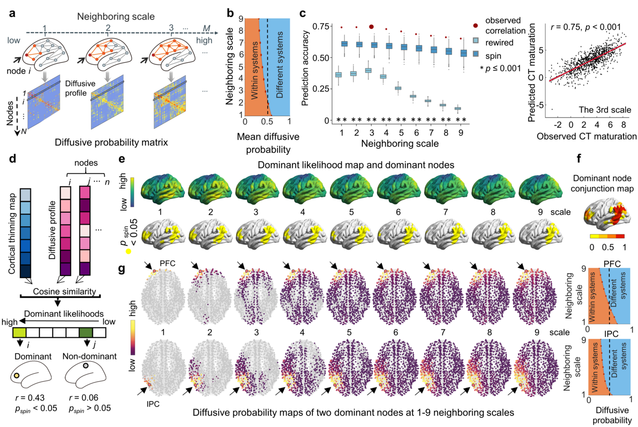 Structural connectome shapes the maturation of cortical morphology from childhood to adolescence